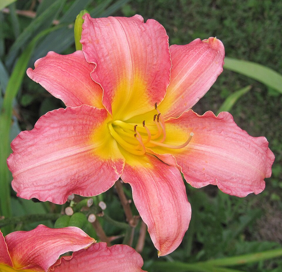 You are currently viewing Colour From Spring to Fall!