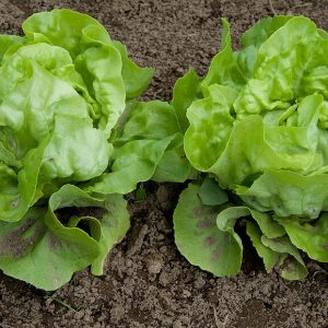 Shady Veggies: Crops That Thrive in Part Sun