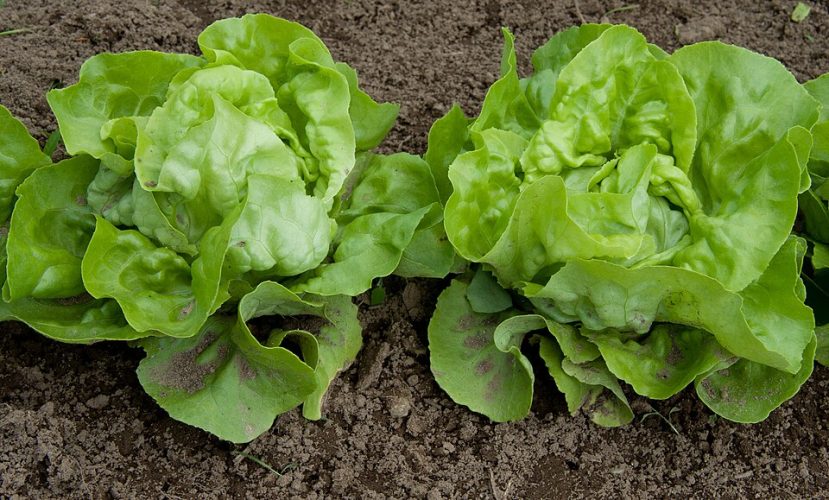 Shady Veggies: Crops That Thrive in Part Sun