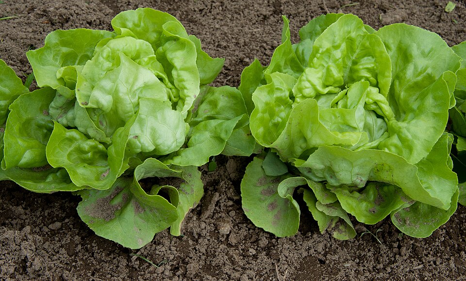 You are currently viewing Shady Veggies: Crops That Thrive in Part Sun
