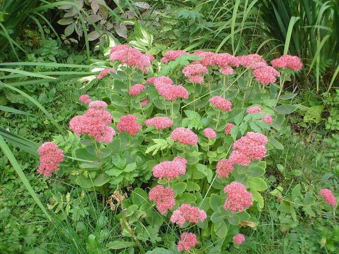 Colour From Spring to Fall!