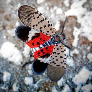 Have You Spotted a Lanternfly?