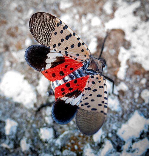 You are currently viewing Have You Spotted a Lanternfly?
