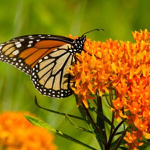 Butterfly Milkweed