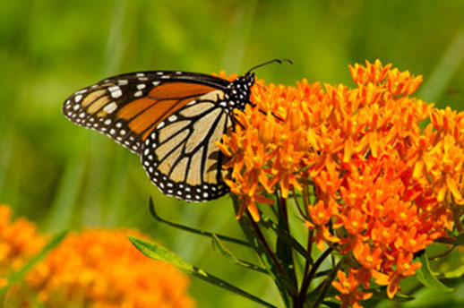 You are currently viewing Butterfly Milkweed