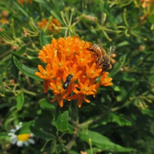 Gardens that Fight Climate Change