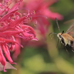 Why Grow Native Plants? Creating a Resilient, Pollinator Friendly Garden