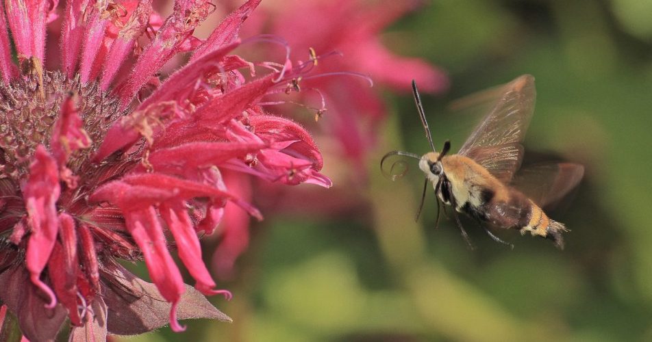 Why Grow Native Plants? Creating a Resilient, Pollinator Friendly Garden