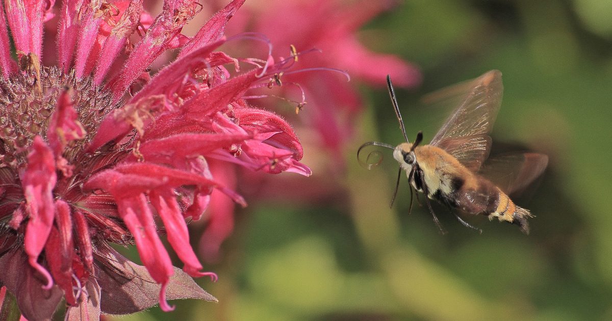 You are currently viewing Why Grow Native Plants? Creating a Resilient, Pollinator Friendly Garden