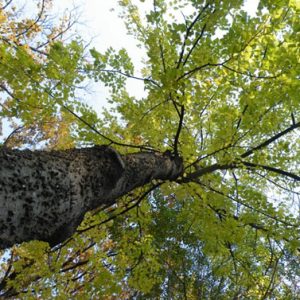 Hackberry