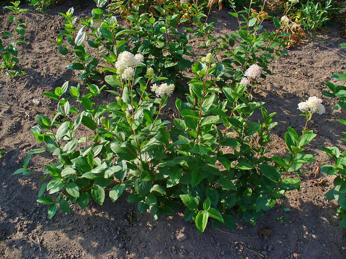 You are currently viewing New Jersey Tea
