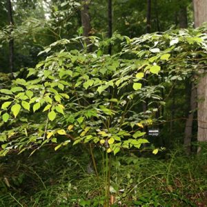 Pagoda Dogwood