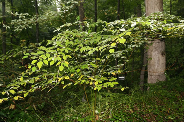 You are currently viewing Pagoda Dogwood