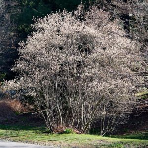 Serviceberry