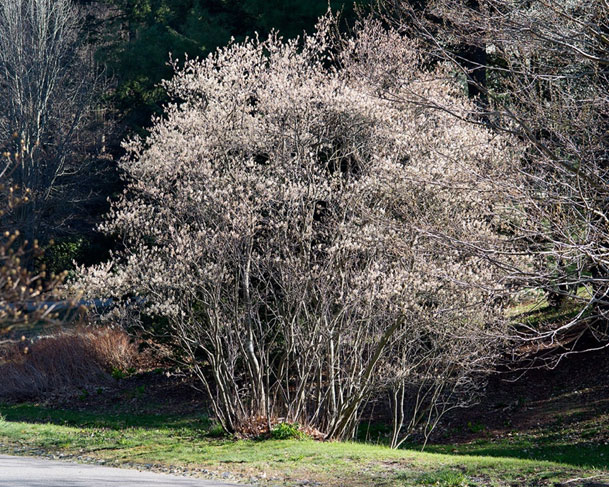 You are currently viewing Serviceberry