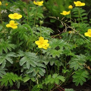 Silverweed