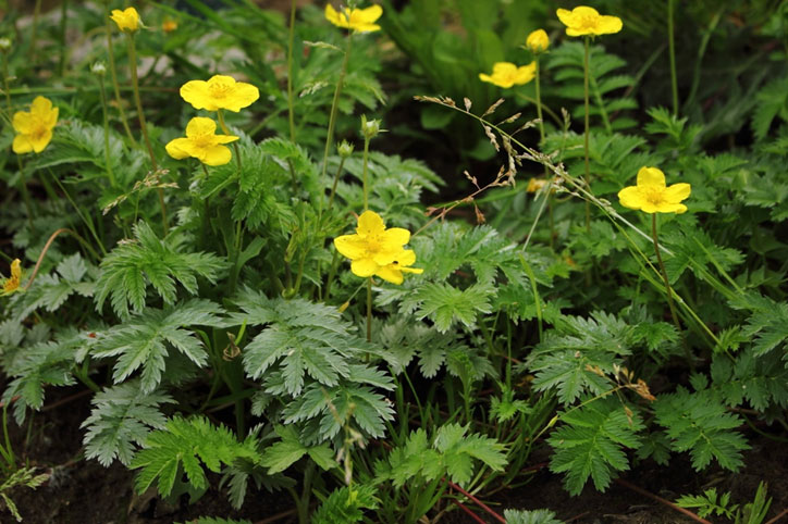 Silverweed