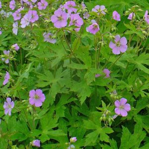 Wild Geranium