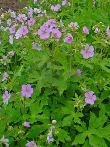 Wild Geranium