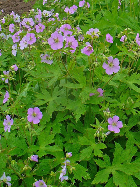 You are currently viewing Wild Geranium