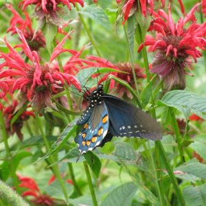 Beebalm