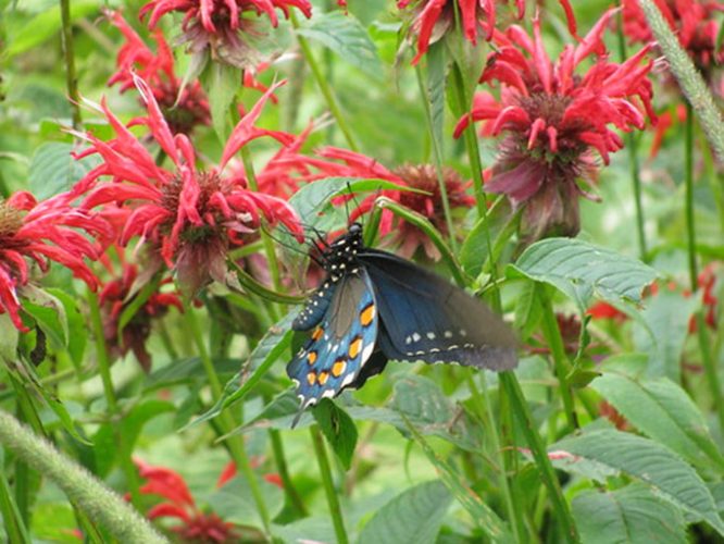 Beebalm