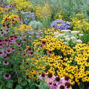 Growing Your Dream Garden