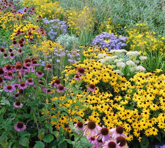 Growing Your Dream Garden