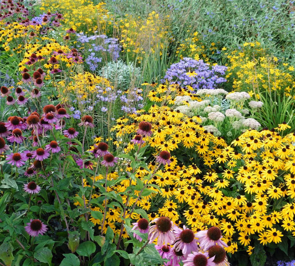 You are currently viewing Growing Your Dream Garden