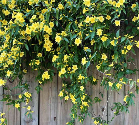 Vines Test