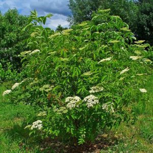 Elderberry
