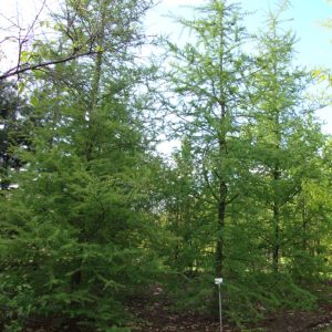Tamarack
