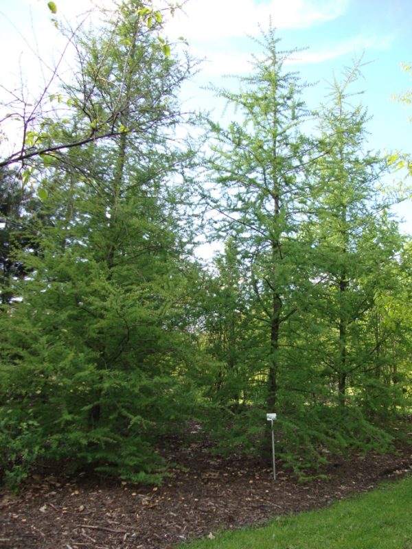 Tamarack