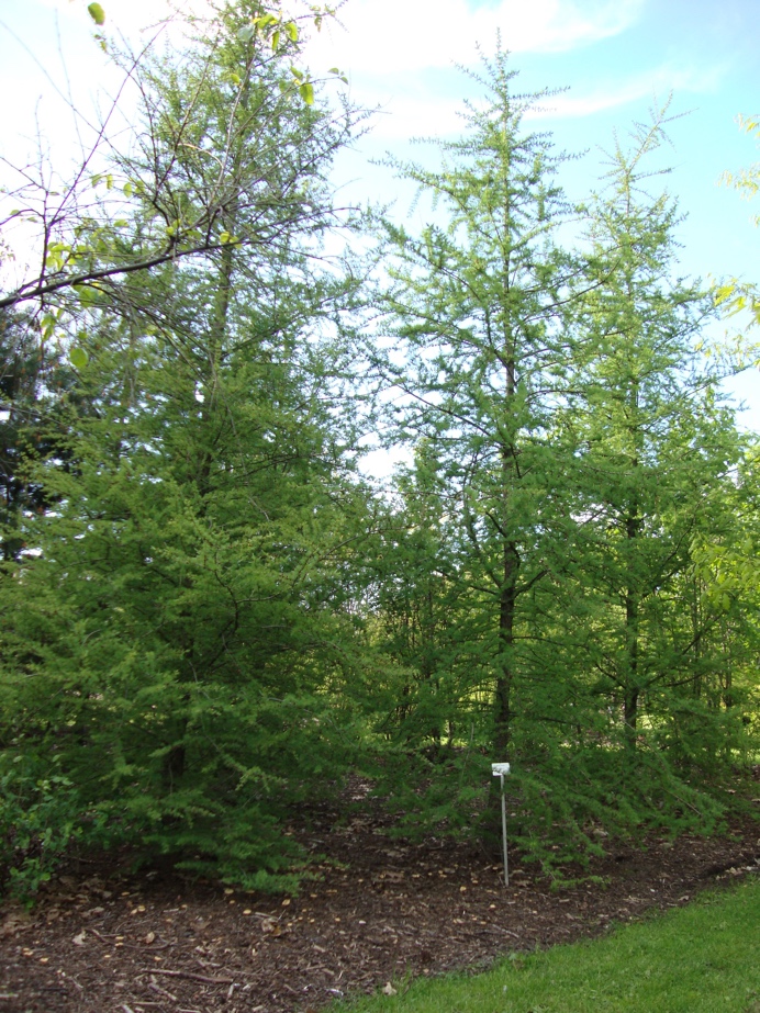 You are currently viewing Tamarack