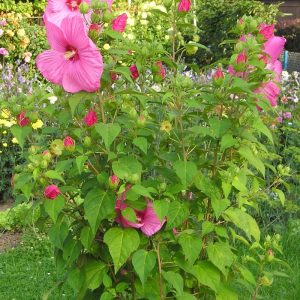 Swamp Rose Mallow