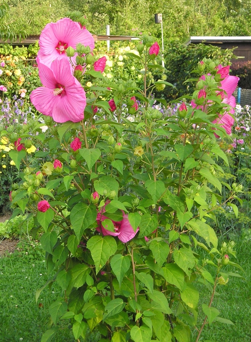 You are currently viewing Swamp Rose Mallow