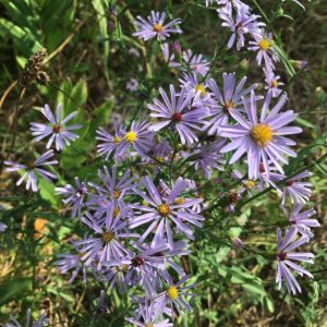 Smooth Blue Aster