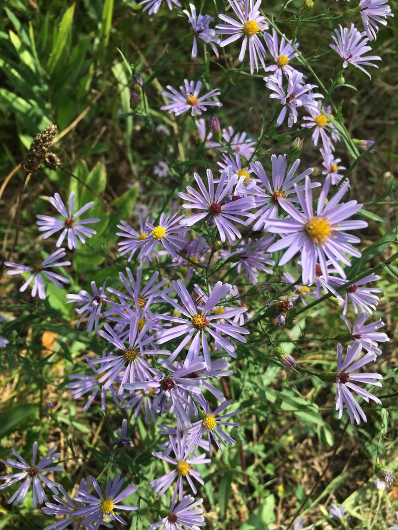 You are currently viewing Smooth Blue Aster