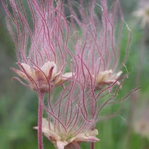 Prairie Smoke