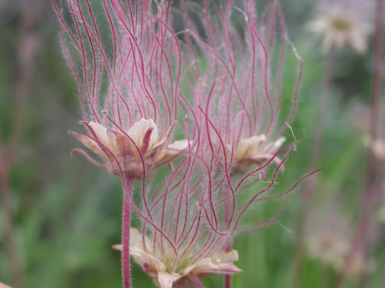 You are currently viewing Prairie Smoke