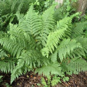 Lady Fern