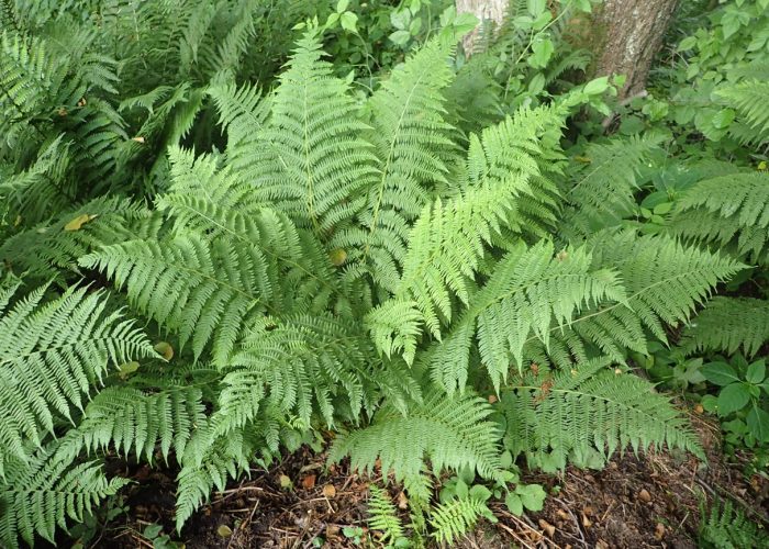 Lady Fern