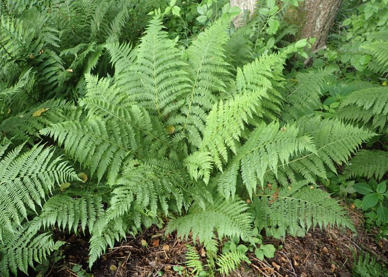 Lady Fern