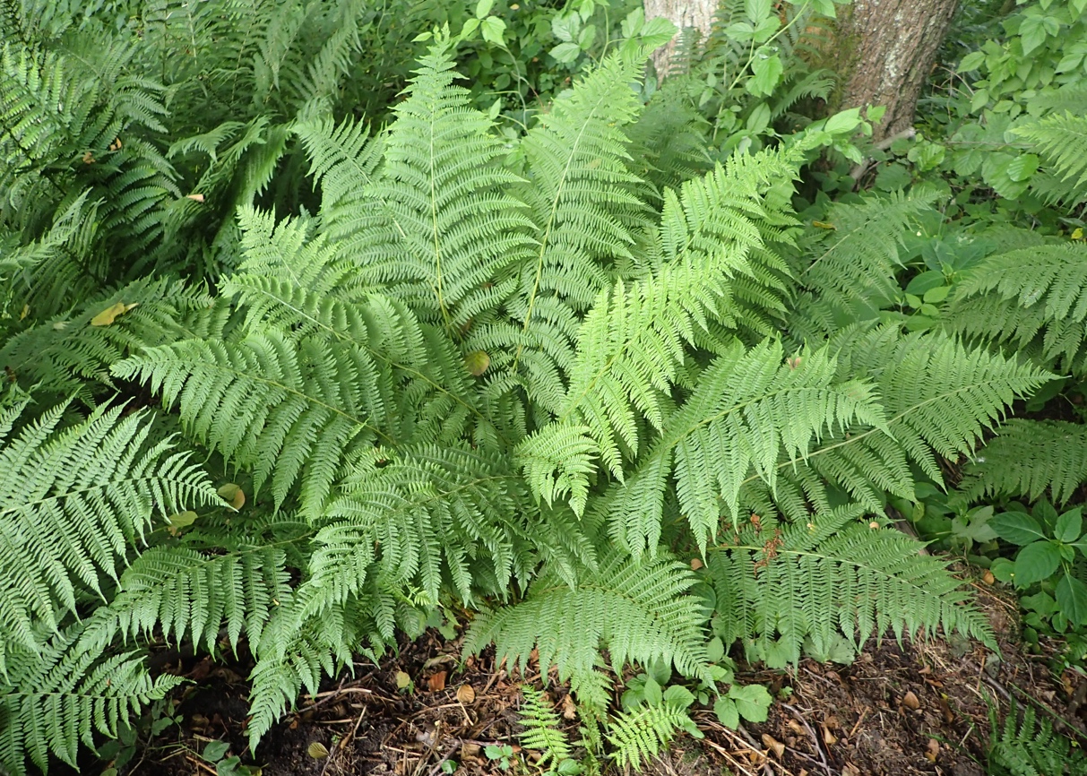 You are currently viewing Lady Fern