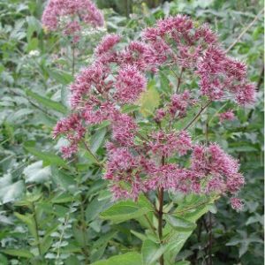 Joe Pye Weed