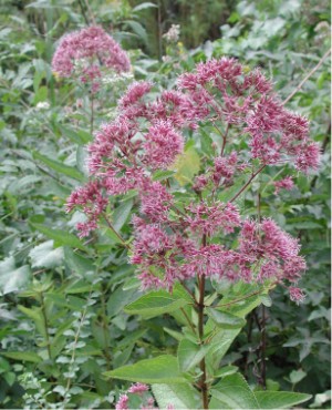 You are currently viewing Joe Pye Weed