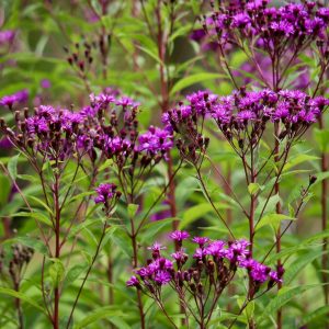 Ironweed