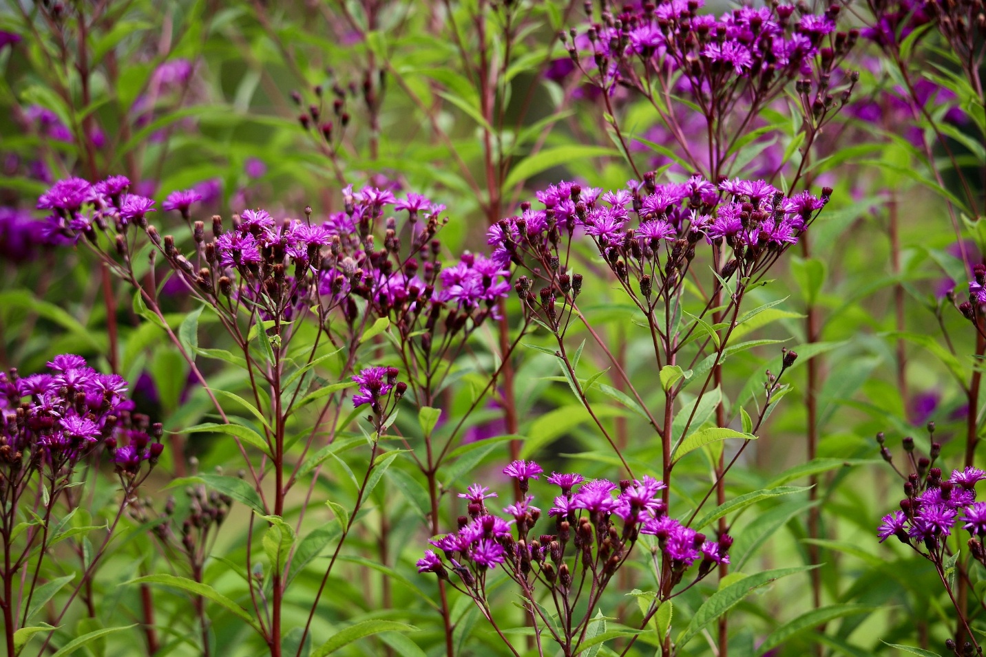 You are currently viewing Ironweed