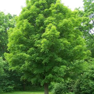 Sugar Maple