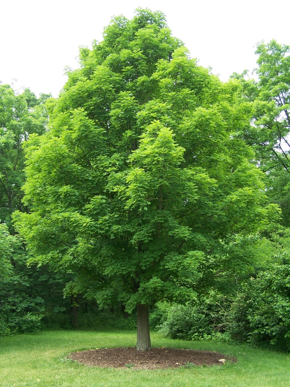 You are currently viewing Sugar Maple
